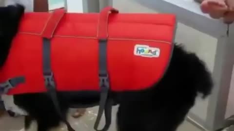Funny dog's and funny dance