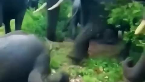 Wild live video Elephant 🐘 angry 💢😡 movement.