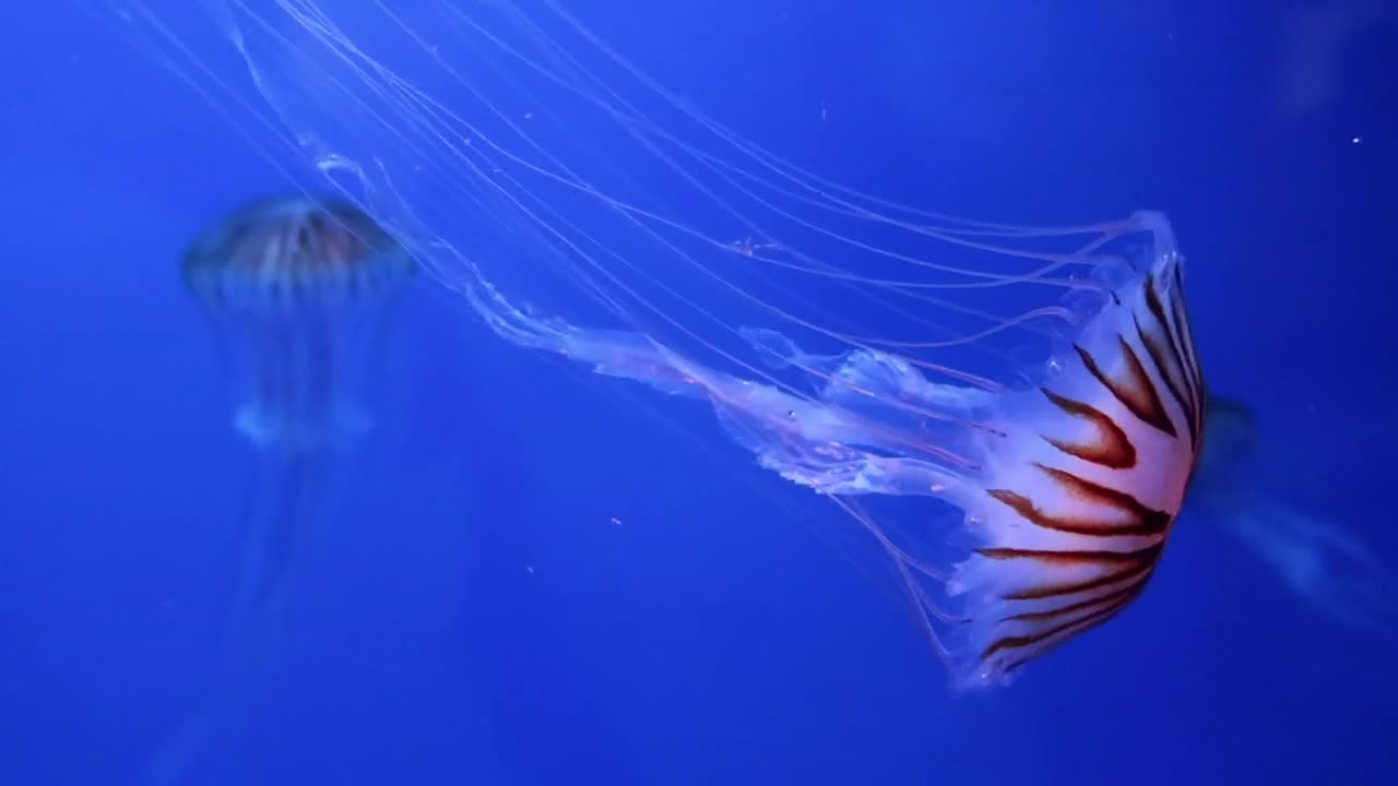 The shape of a jellyfish