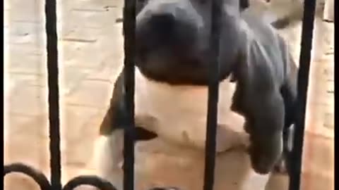 Pitbull vs German shepherd