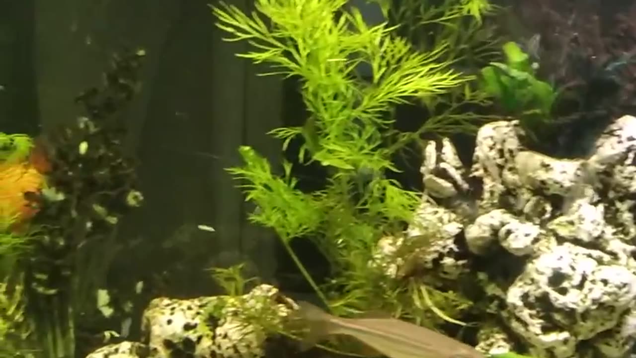 Aquarium