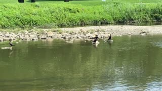 Black cormorants chilling like a villan