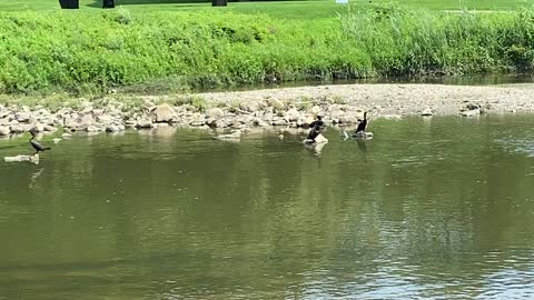 Black cormorants chilling like a villan