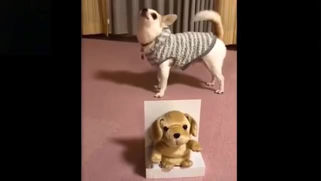 Adorable cats and dogs funny video