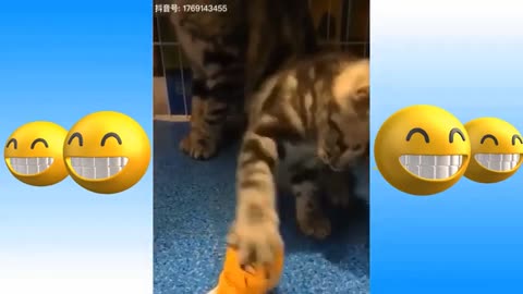 Funny Cats Fight 😎💕