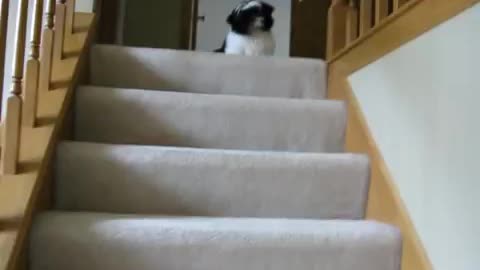 The cutest dog wipeout you'll see all day