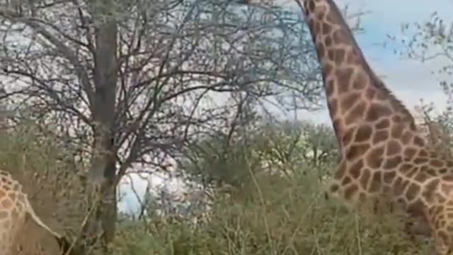 Giraffes have to breed too! Like it or not, this is what it looks like when giraffes mate