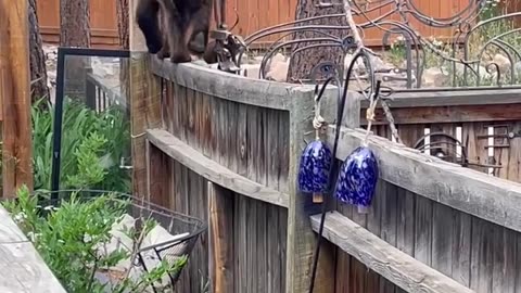 Bear Walks on Backyard Fence