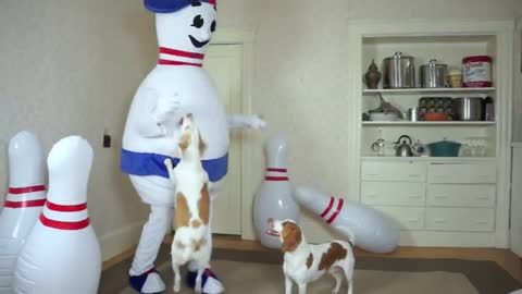 Dogs vs Bowling Prank Funny Dogs Maymo, Potpie & Penny