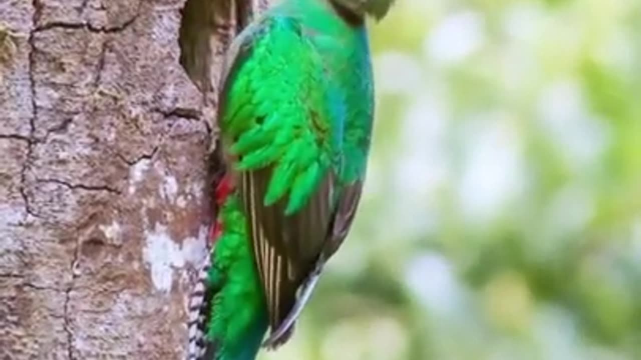 WhatsApp status beautiful birds l #instagram reels #whatsappststus #tiktok #birds