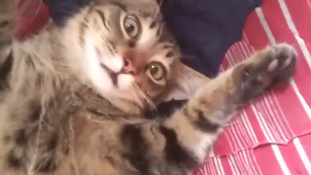Neighbor's Cat Crashing at my Place