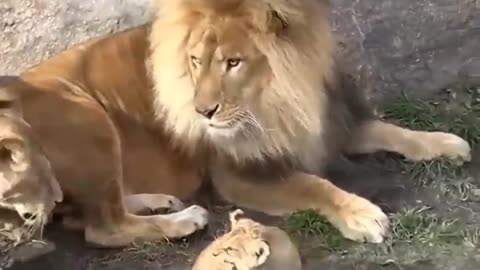 Animals,When the lion cub suddenly came, the lion got scared😂😂😂😂