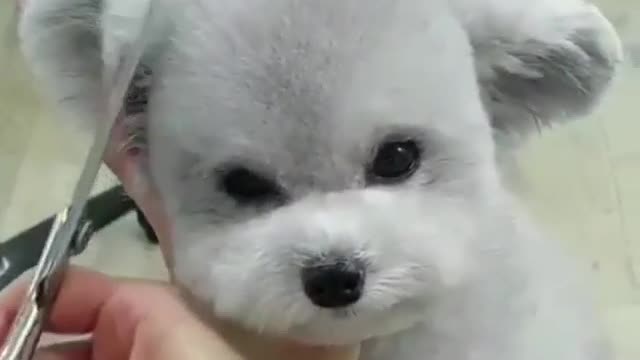 Trim the puppy's hair