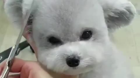 Trim the puppy's hair