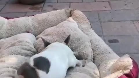 Cute puppy in playing mood video