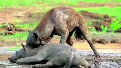 Hyenas fight directly