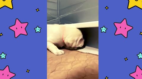 Nothing Beats a Puppy Finding Their Voice!