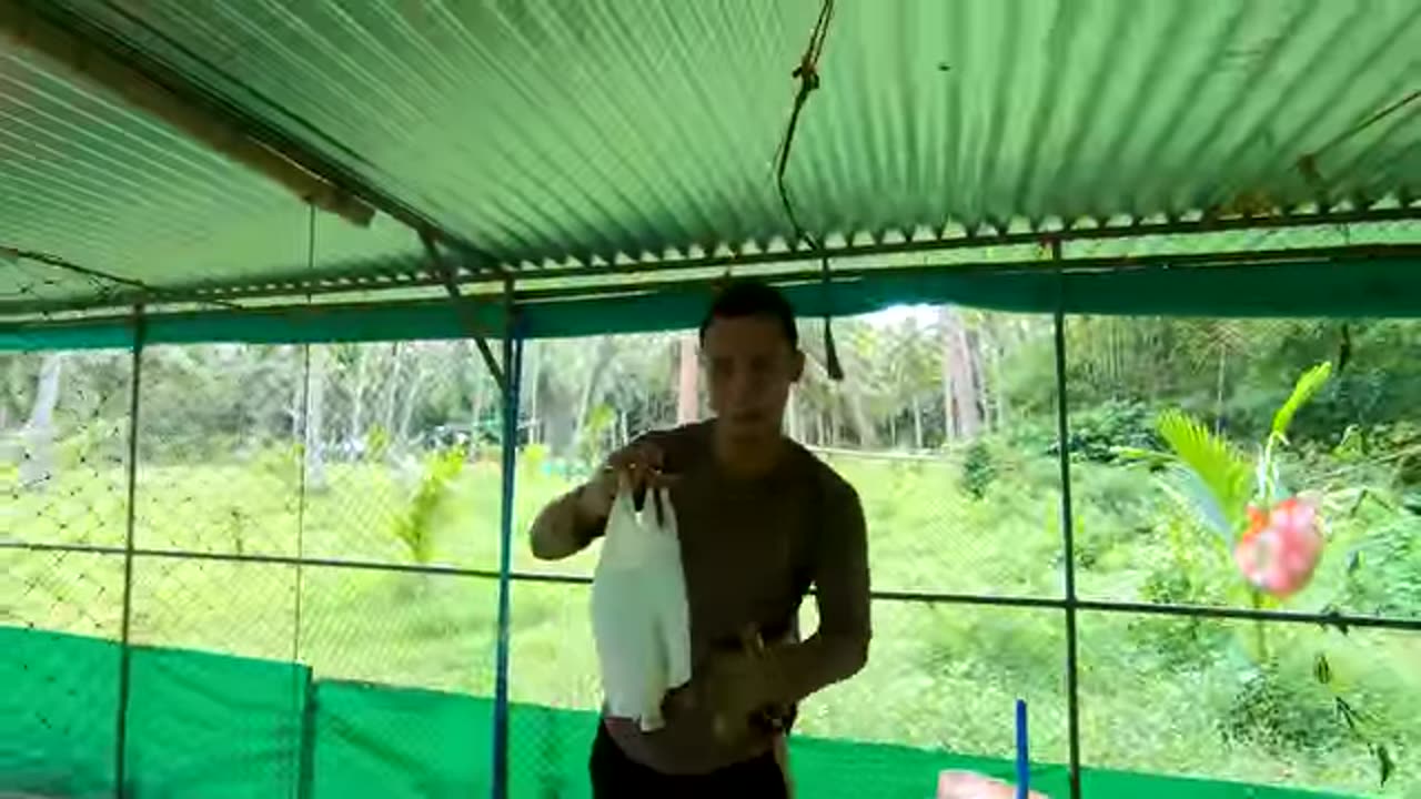 Bakit Hindi Nagkakasipon mga Free Range Chickens Ko?