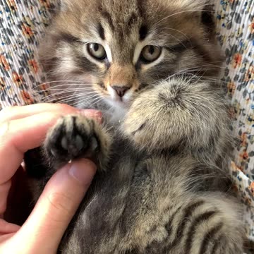 A Person Massaging the Paws of a Kitten