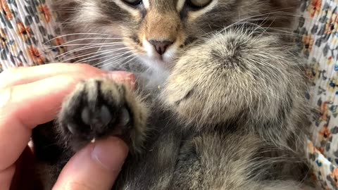 A Person Massaging the Paws of a Kitten