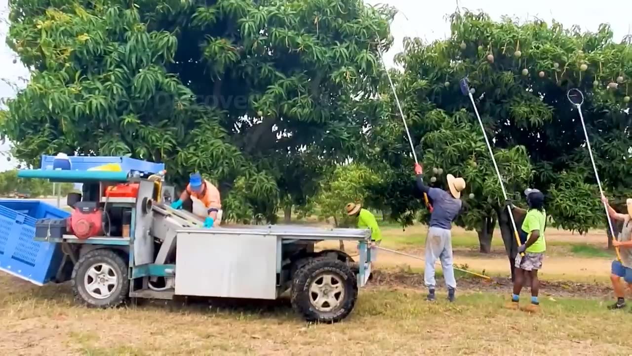 Australian Farmers Produce Thousands Of Tons Of Mangoes This Way - Australian Farming