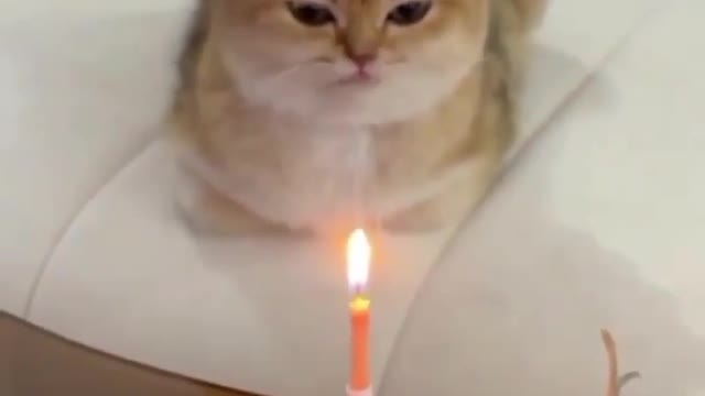 Baby Cats - Cute and happy birthday Baby Cat Video