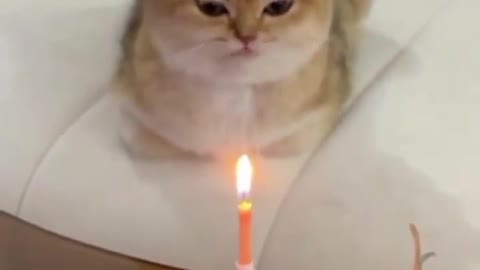 Baby Cats - Cute and happy birthday Baby Cat Video