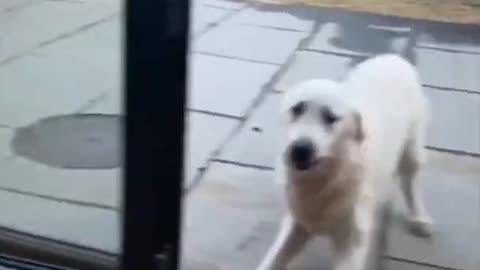 The Dog Didn't Know The Door Was Open