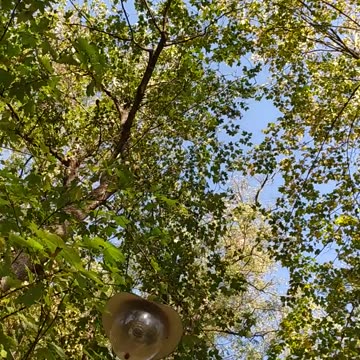 Look closely, do you see a squirrel?