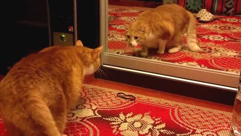 cat and the mirror