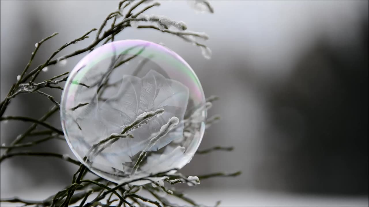 Soap Bubble On Branch