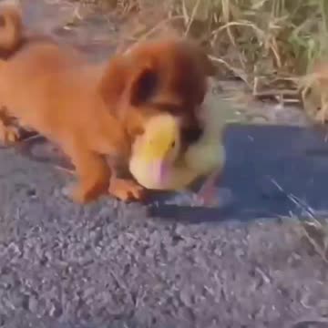 the puppy stole the duckling and ran away, but the geese caught up with him