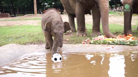 Baby Elephant Wan Mai Outing