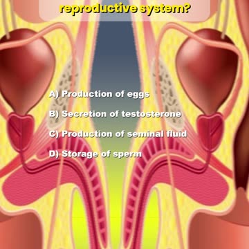 Reproductive system – Questions and Answers