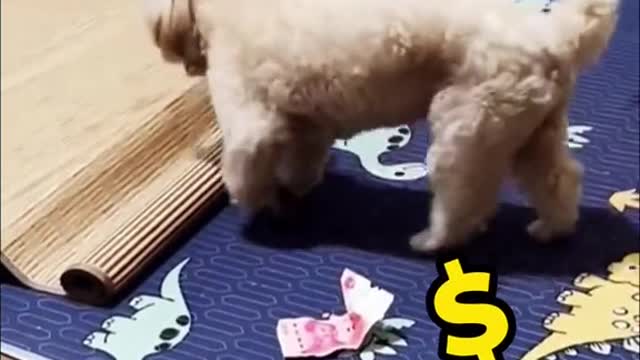 Funny Animals Video #8