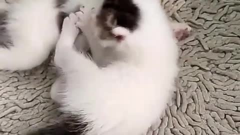 CUTE CAT