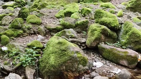 A beautiful and attractive forest full of trees and lakes in the northern region