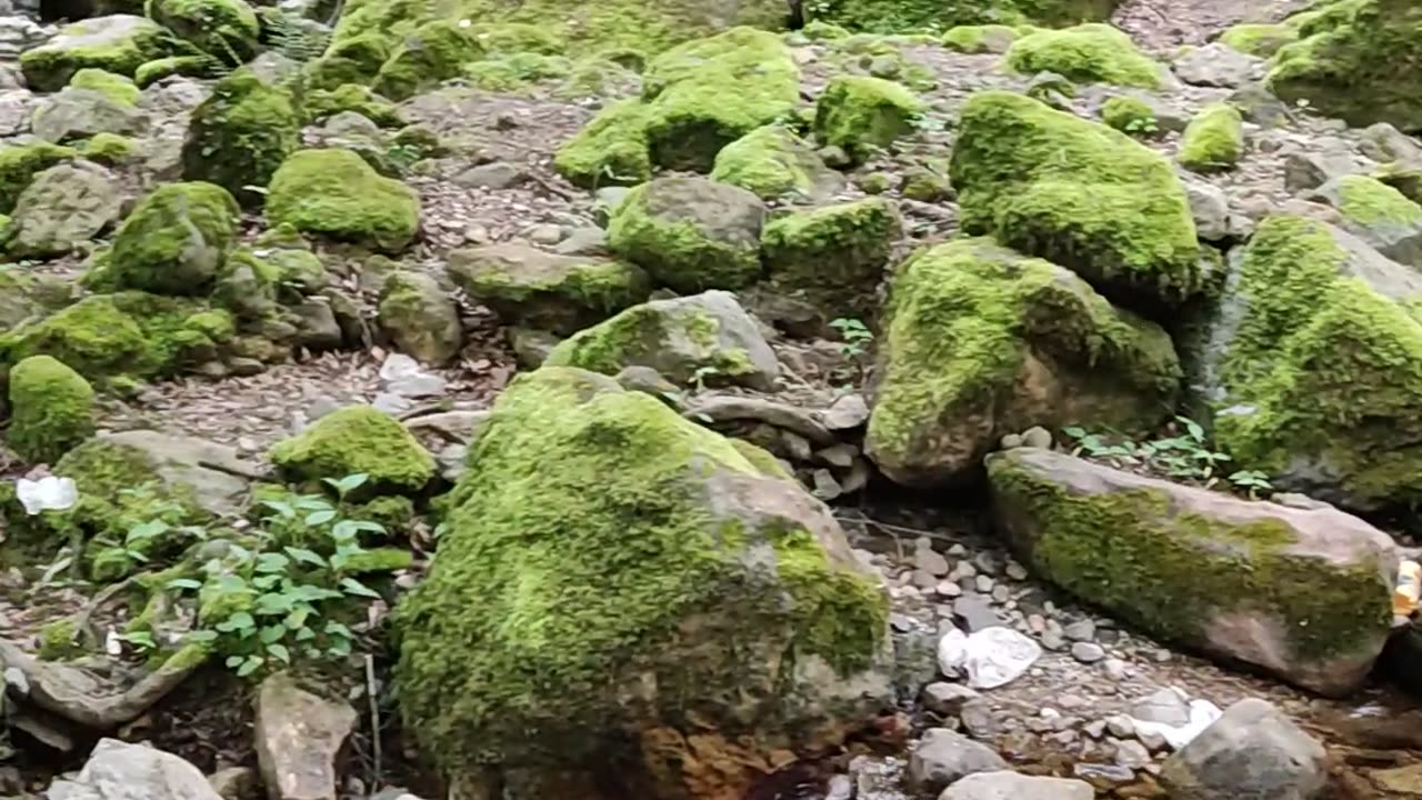 A beautiful and attractive forest full of trees and lakes in the northern region