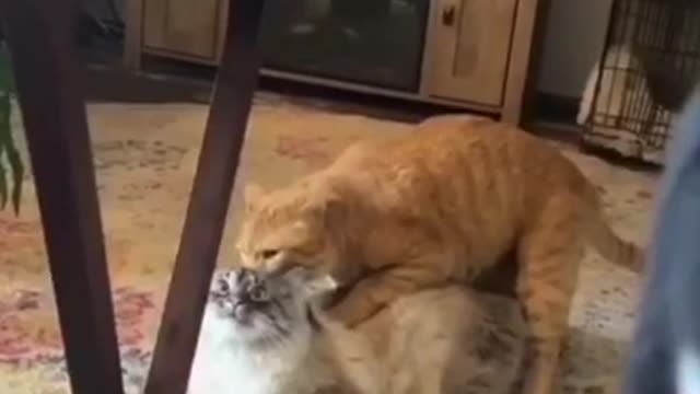 dog and cat fights