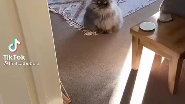 Cat look like owl