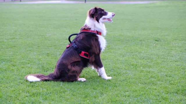 Dogs training