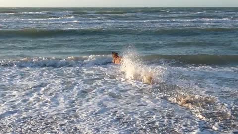 Dogs love to swim in the sea