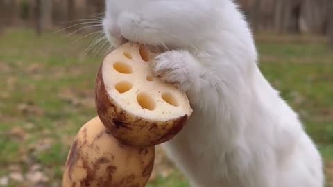 Bunny standing and eating