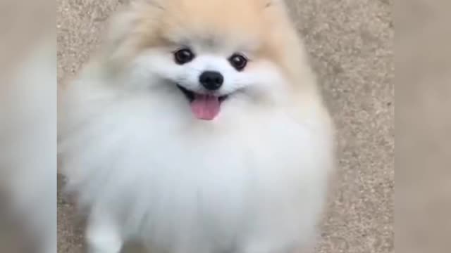 Dog funny videos