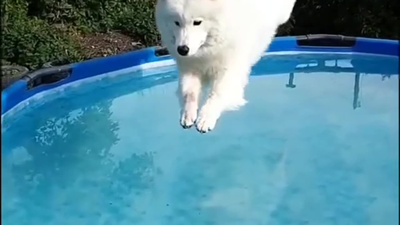 Cute dog jump in swimming pool slow motion