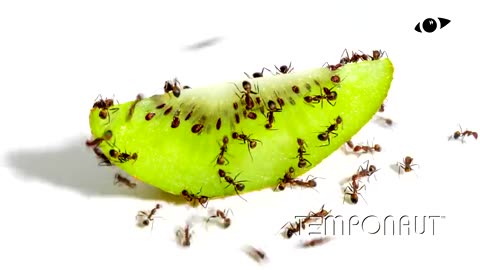 Ants vs Kiwi Timelapse