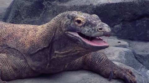 Komodo dragon