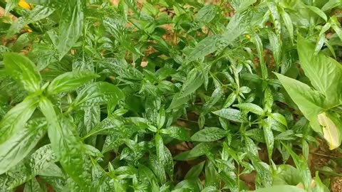Andrographis paniculata, Medicinal Supplement King of Bitters, Chiretta Bush Shrub