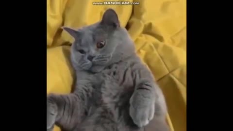 Cute Little Cats