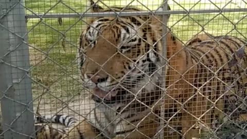 Bangal tigers relaxing